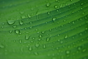 Water drops on green leaf