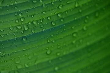 Water drops on green leaf