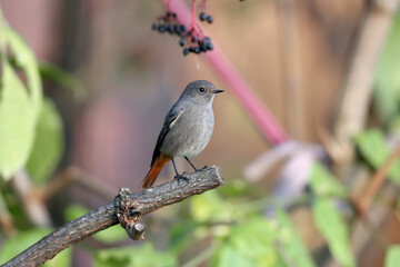 A female of The common redstart (Phoenicurus phoenicurus) is shot close-up on a black elderberry...