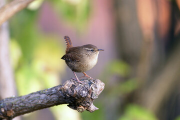 Portraits of Eurasian wren (Troglodytes troglodytes) shot close-up against a blurred background sitting on a branch in the soft morning light
