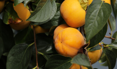 Kaki Persimmon orange fruit on a tree