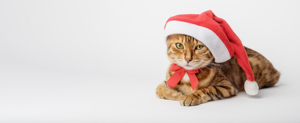 Christmas cat in a red Santa Claus hat.