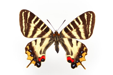 Fototapeta premium 蝶の標本・ギフチョウ