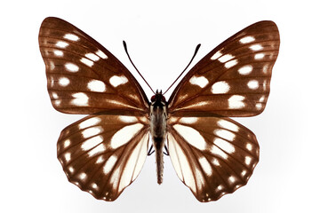 蝶の標本・ゴマダラチョウ