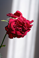 A red withered rose is on a light background. A symbol of fading beauty, passing love, sadness, aging.