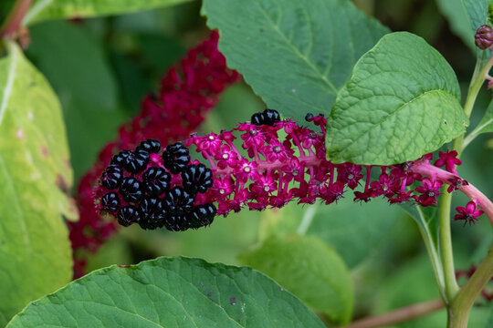 purple fruit berries of indian pokeweed phytolacca acinosa
