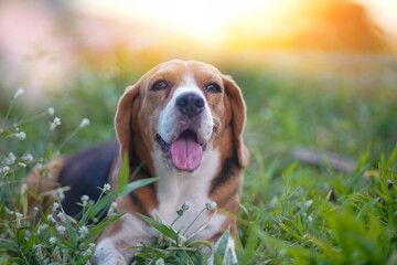 An adorable beagle dog lay down on the grass field for relaxing under the evening sun light.
