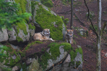 Wolf - Canis lupus in the deep forest on the rock.