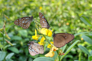 Butterflies (Blue Tigers and a Blue Spotted Crow) on a wedge-leaf rattlepod plant.