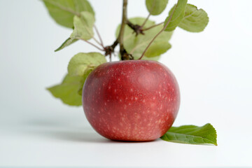 Fresh red apple and leaves, picked from the tree in the garden. No pesticides used, thus fully organic.