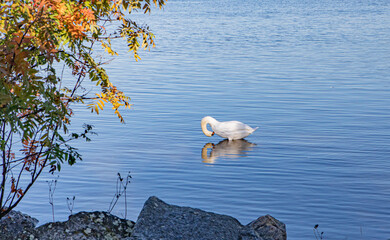 Mute swan on sunny autumn shore