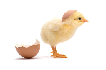 Little chick with egg shell isolated on white background