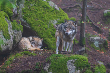 Wolf - Canis lupus in the deep forest on the rock.