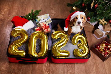 Happy New Year 2023. Golden balloons with numbers. A beagle dog in a Santa Claus hat in a suitcase with clothes and gifts is getting ready to travel for the Christmas holidays. 
