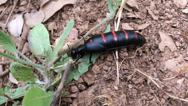 Escarabajo