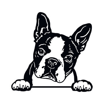 Boston Terrier - Funny Dog, Vector File, Cut Stencil for Tshirt