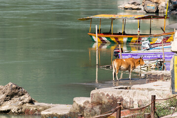 Sacred animal coexisting among city people in India