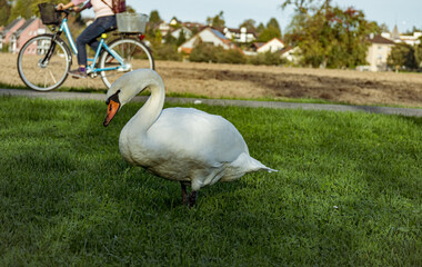 swan in the park