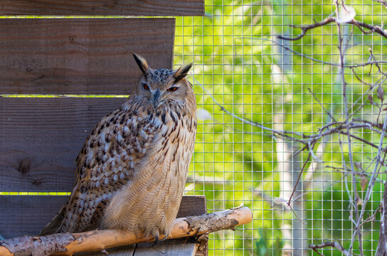 Hibou Grand Duc de Sib&eacute;rie (Bubo bubo sibericus)
