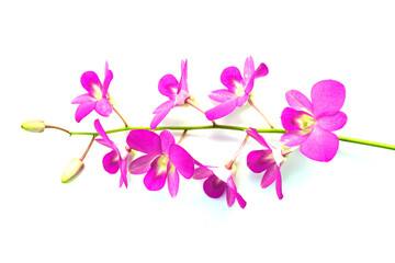isolated purple orchids bouquet on white background. Soft and selective focus.