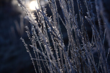 Obraz premium Zarter Raureif auf Gras im Winter, Eiskristalle als Hintergrund