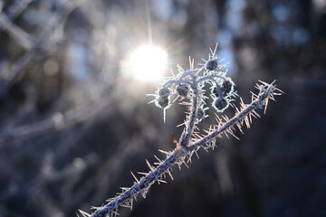 Eiskristalle auf Brombeerranke vor Sonne im Winter, raureif