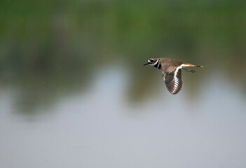 Killdeer frozen in fast flight across a green background in Southern California