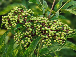 White elderberry flowers in summer day. Black sambucus white blooms. Beautiful elder flower cluster...