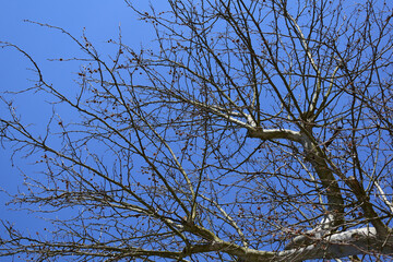 Baum gegen blauen Himmel