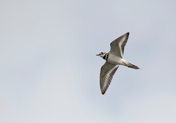 Killdeer in flight in Bolsa Chica Preserve against a blue sky with negative space 