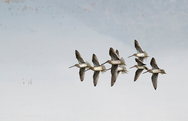 Flock of long-billed dowitchers frozen in flight against a clear sky and water background