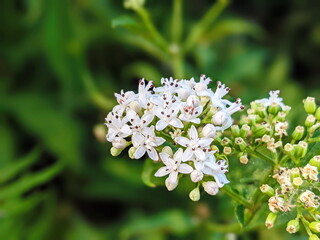 White elderberry flowers in summer day. Black sambucus white blooms. Beautiful elder flower cluster with dark green leaves in garden.