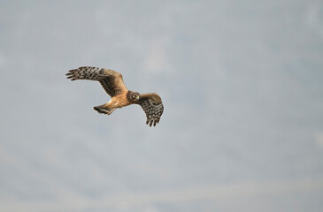 Northern Harrier in flight near lake Perris in Southern California