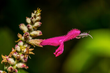 close up of a flower (Salvia dorisiana)