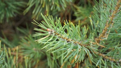 Naklejka na ściany i meble Pine branches, in the forest, close-up, green needles, round, lush, branch, sharp, natural, macro, yellow ladybug, multi-colored, offshoot, small, embryo,