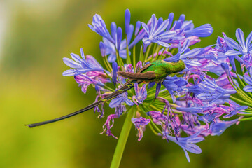 A long-tailed hummingbird standing on a flower