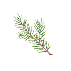 A branch of a Christmas tree on a white background. Watercolor illustration of pine needles, cedar, spruce. The branch is suitable for decoration for invitations, packages, design elements, printing.