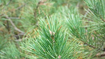 Pine branches, in the forest, close-up, green needles, round, lush, branch, sharp, natural, macro