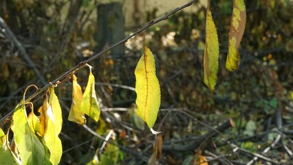 Autumn, yellow orange leaves on a branch many smooth shine through the sun. spikes, colorful