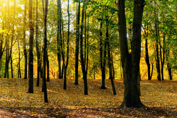 Fototapeta premium trembling air on a sunny morning in an autumn park