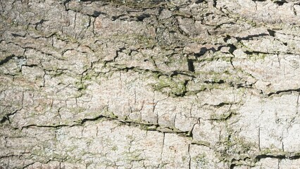 Wood texture, trunk cut, tree bark