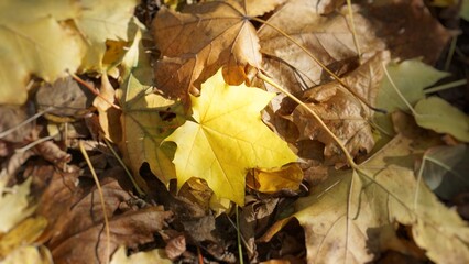 Naklejka na ściany i meble Yellow leaves, maple, on the ground, yellow texture