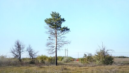 Lonely pine tree in the field