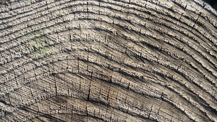 Wood texture, trunk cut, tree bark