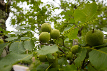 Young green nuts grow on a tree with leaves, hanging in a branch. Unripe green walnuts in their skins