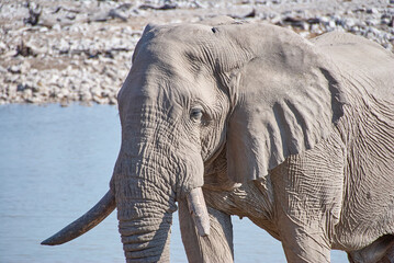 African Elephant at the Okaukuejo water hole in Etosha Namibia