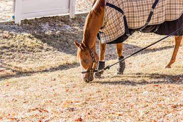 A chestnut Thoroughbred horse with a big white blaze wearing a blanket and boots hand grazing...