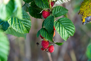 Ripe raspberry bush growing in a garden on a green background