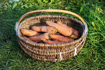 Freshly picked ripe carrots in an old basket after harvesting on the plot