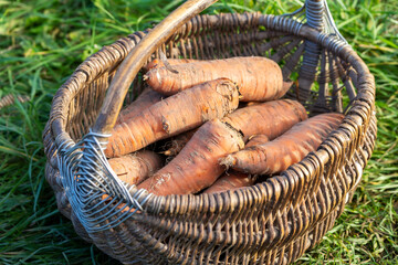 Freshly picked ripe carrots in an old basket after harvesting on the plot